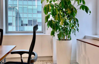 How to Choose the Perfect Indoor Plants for Your Office