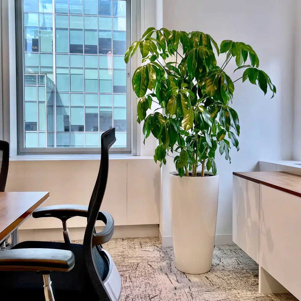 How to Choose the Perfect Indoor Plants for Your Office