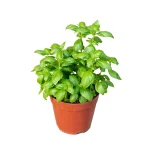 Basil