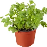 Coriander