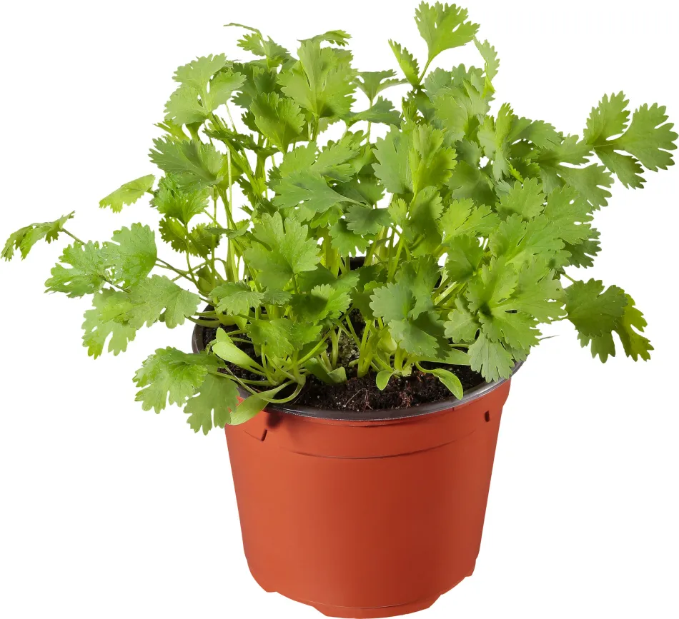 Coriander