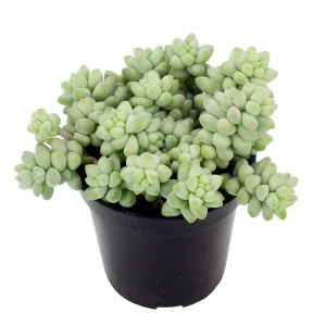 Donkey Tail