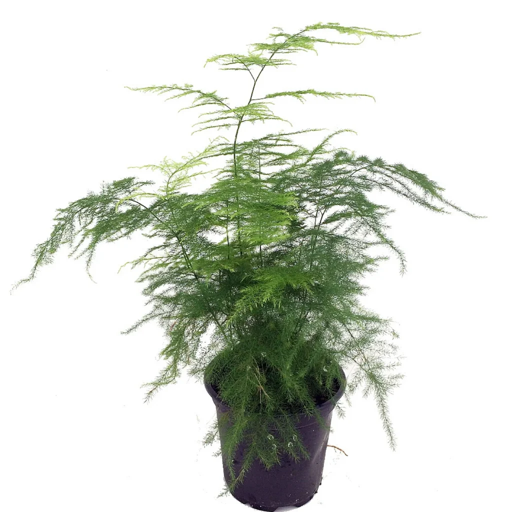 Asparagus Fern