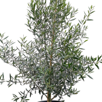 Olive tree