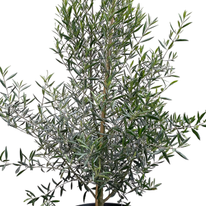 Olive tree