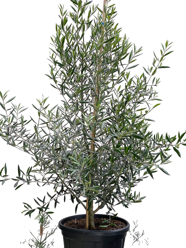 Olive tree