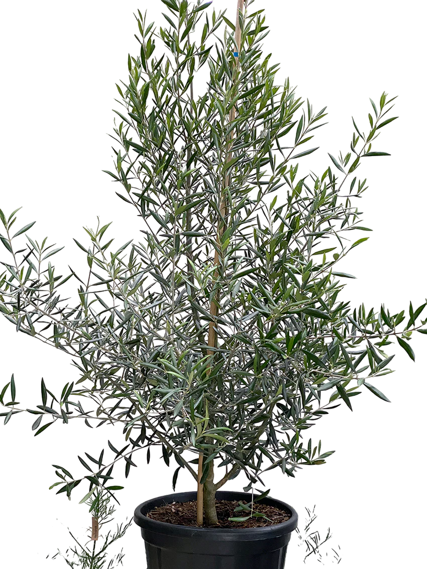 Olive tree