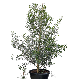 Olive tree (Olea africana)