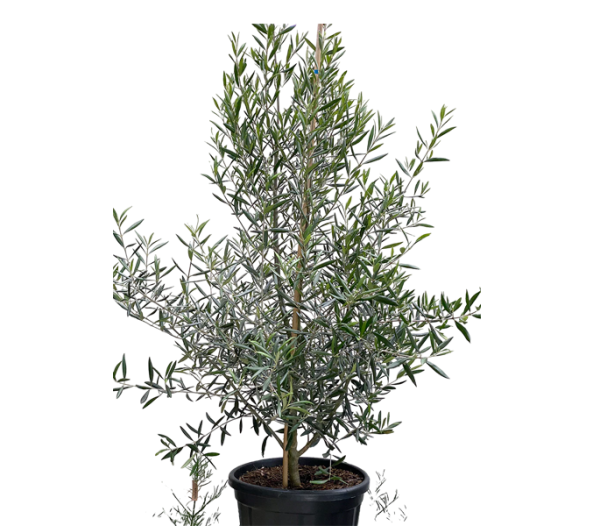 Olive tree (Olea africana)