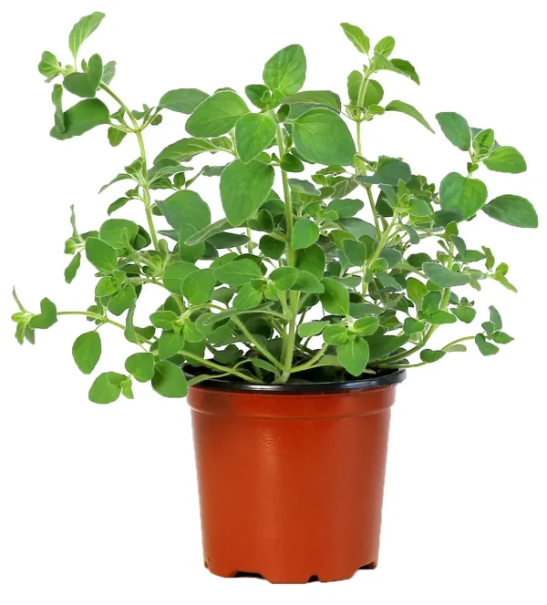 Oregano