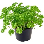 Parsley