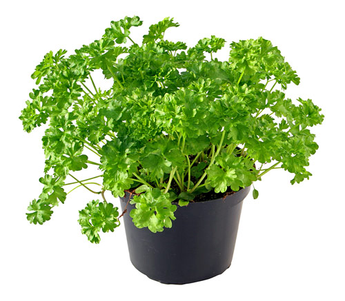 Parsley