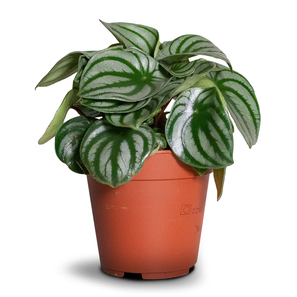 Peperomia