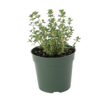 Thyme