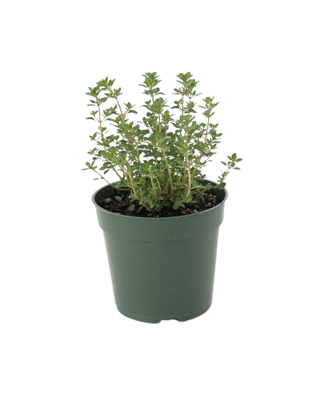 Thyme