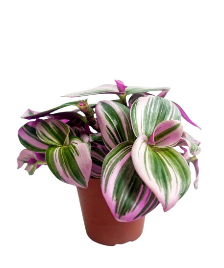 Wandering Jew