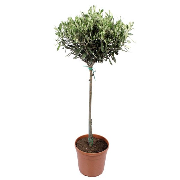 Olive Tree (Olea europaea) – Drought-Tolerant, Evergreen Tree for Kenya