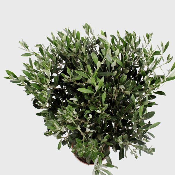 Olive Tree (Olea europaea) – Drought-Tolerant, Evergreen Tree for Kenya - Image 2