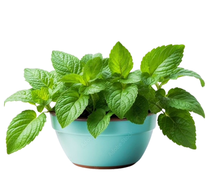 Herbs