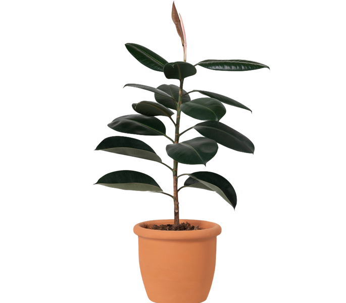 Indoor plants