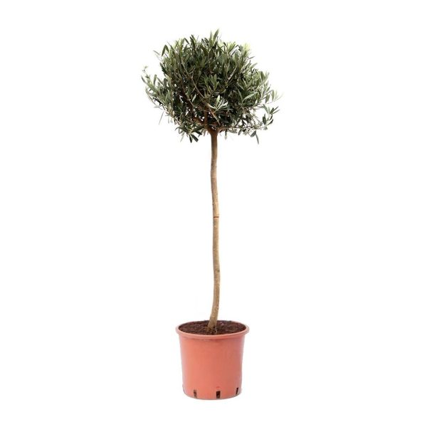 Olive Tree (Olea europaea) – Drought-Tolerant, Evergreen Tree for Kenya - Image 4