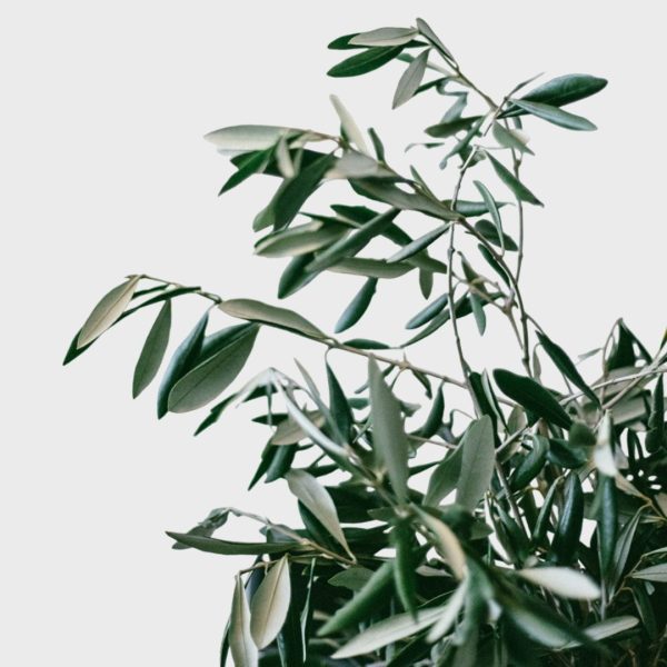 Olive Tree (Olea europaea) – Drought-Tolerant, Evergreen Tree for Kenya - Image 3