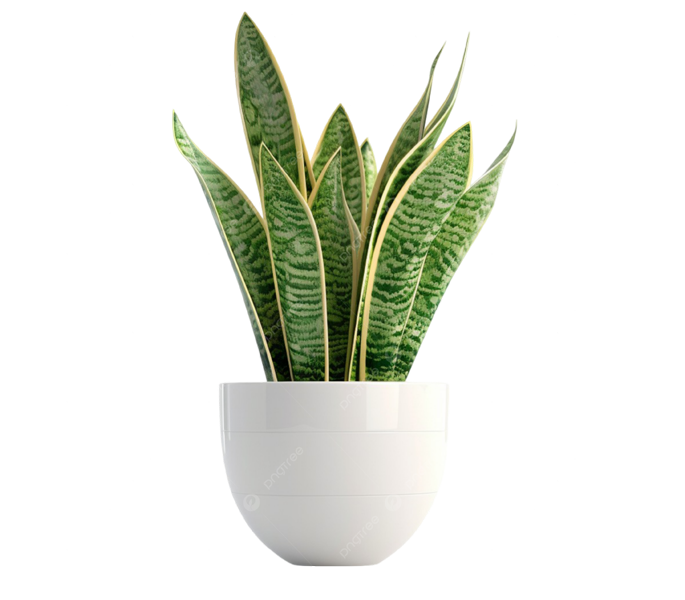 Buy Plants