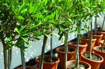 Growing Olives in Central Kenya: A Practical Guide