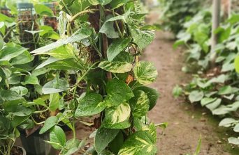 🌿 Why Your Money Plant is Dying (And How to Save It)