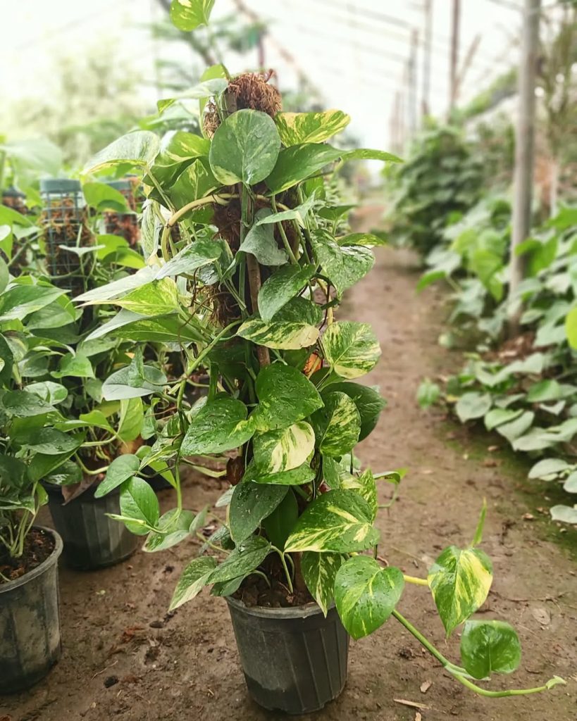 Moneyplant