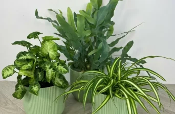 5 NASA-Approved Plants for Nairobi Apartments