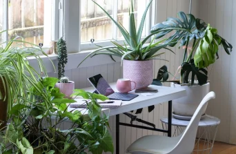 Surviving Dry Season: Plants That Thrive in AC Offices