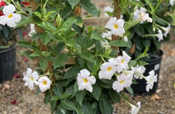 Dipladenia: The Low-Maintenance Climber That Blooms All Year