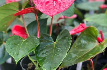 Anthurium: The Glossy Bloom That Never Fades