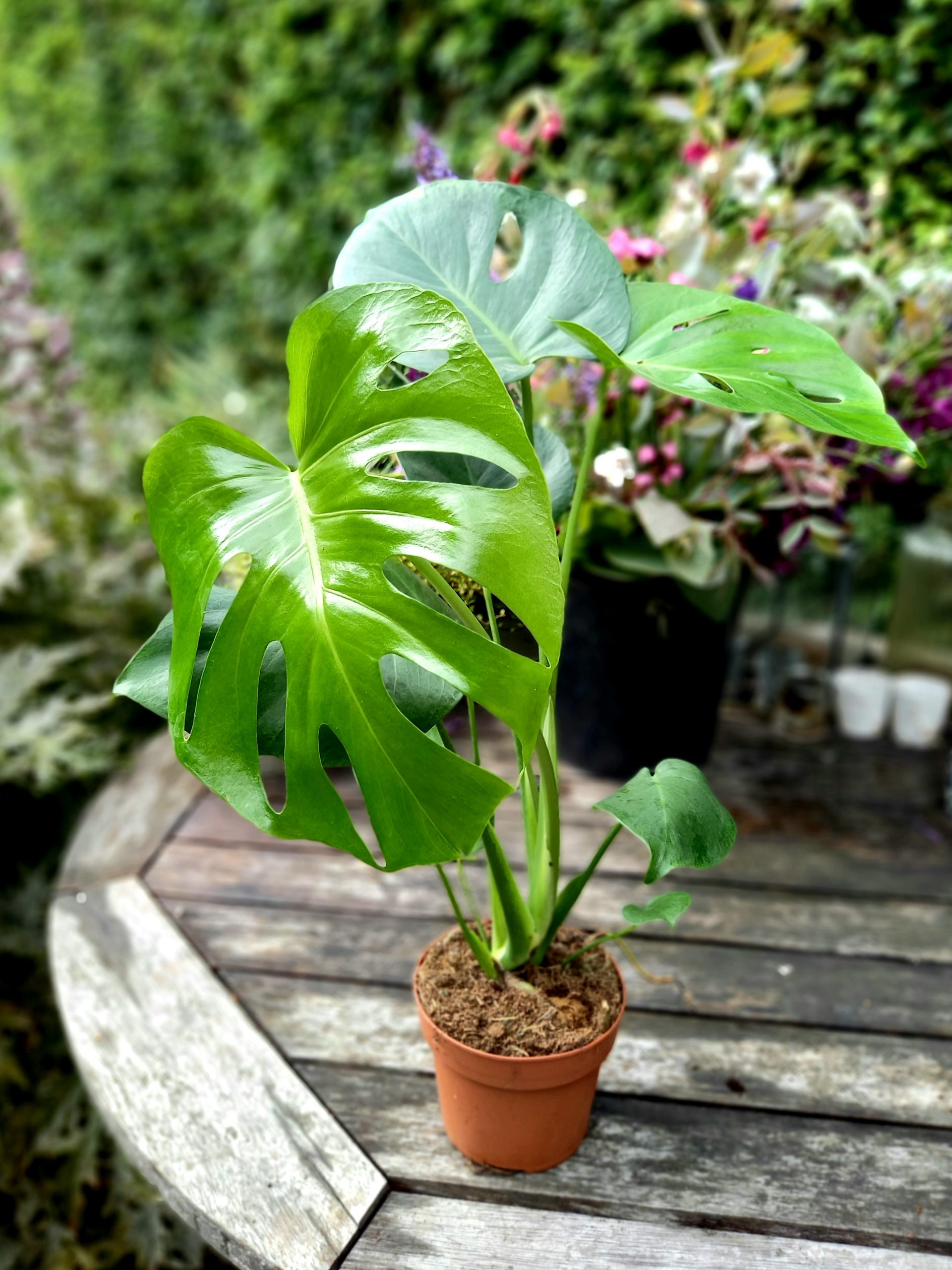 Monstera