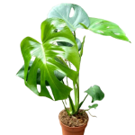Monstera