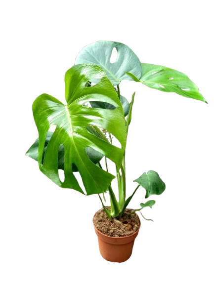 Monstera2