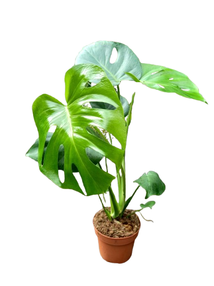 Monstera