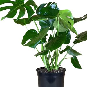Monstera Deliciosa (Swiss Cheese Plant)