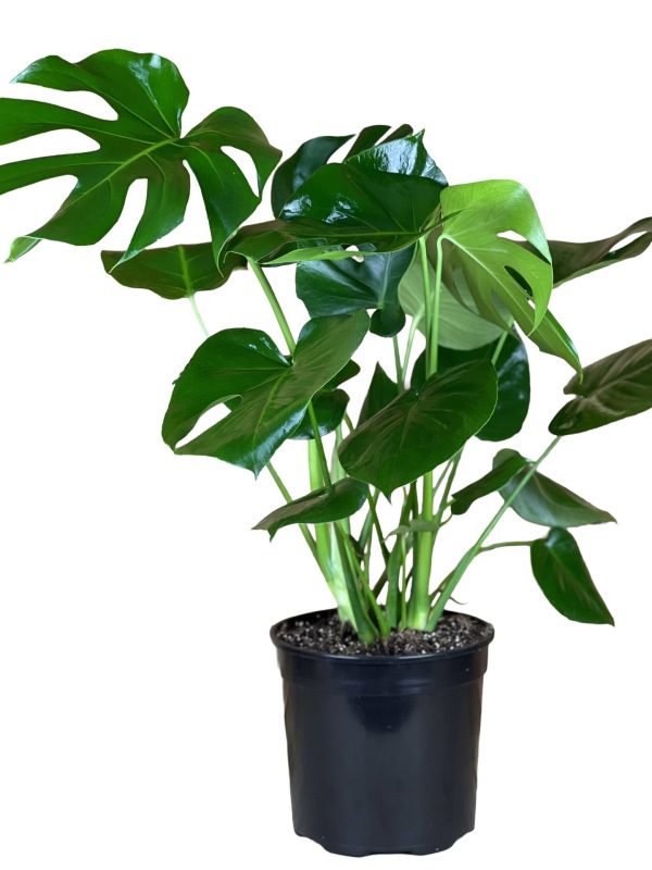 Monstera Deliciosa (Swiss Cheese Plant)