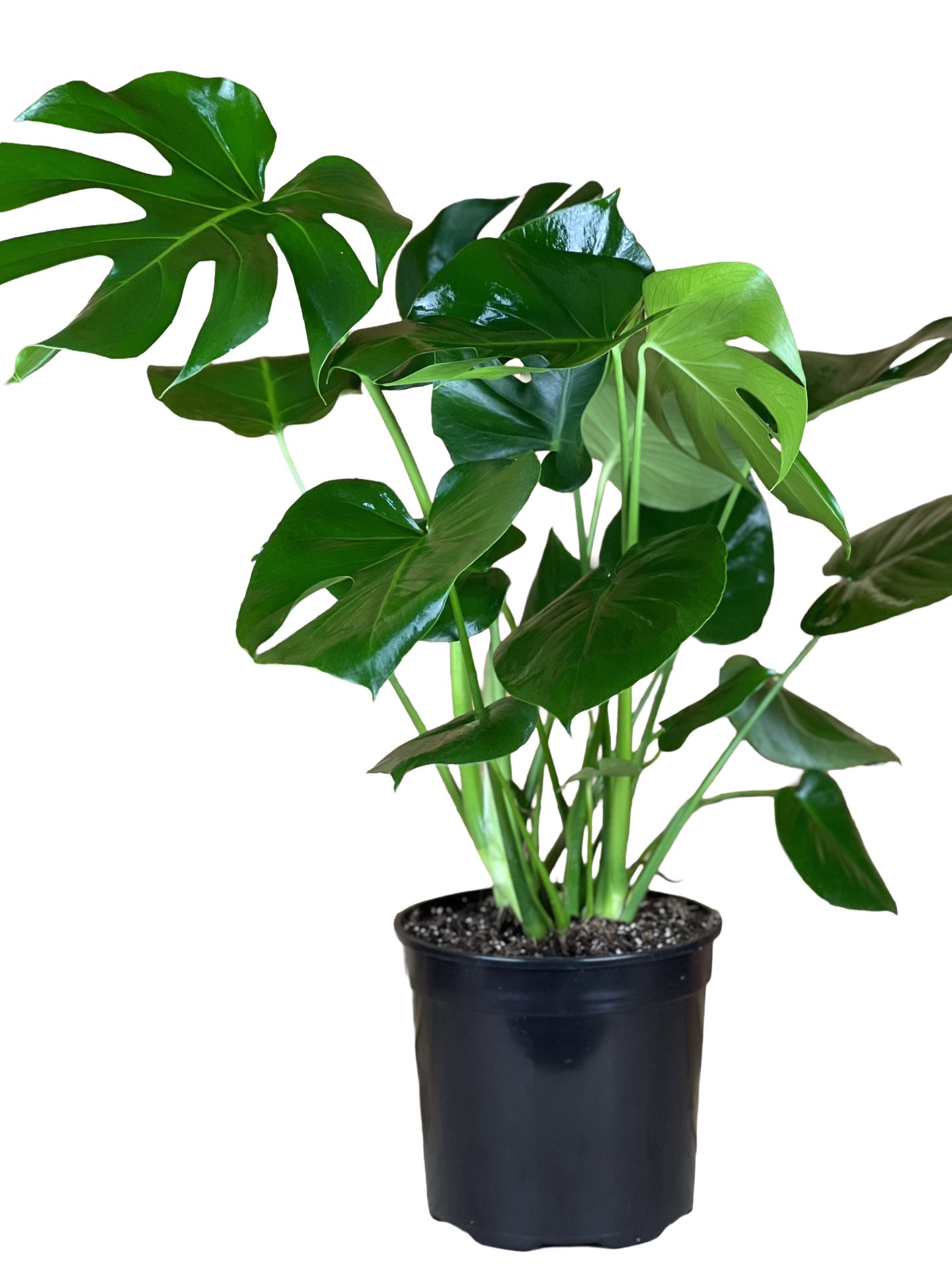 Monstera Plant