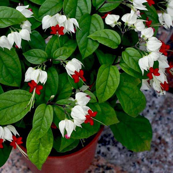 Bleeding heart vine