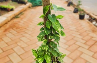 Money Plant in Kenya: Benefits, Symbolism & Why It’s a Favorite at Our Nairobi Nurseries