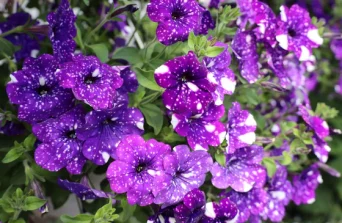 Petunias: The Colourful Champions of Balcony Gardens