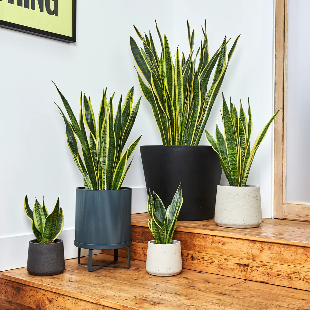 snake_plants