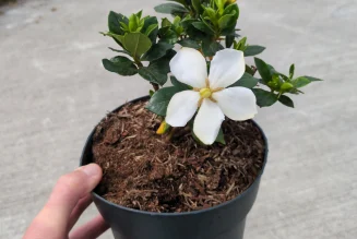 Gardenia: The Fragrant Flowering Shrub That Loves Warm Weather