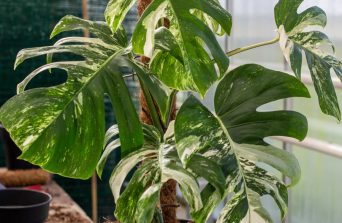 Monstera deliciosa: A Tropical Indoor Statement with Big Benefits