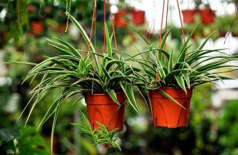 Spider Plant: The Resilient Beauty for Your Indoor Oasis