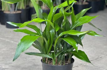 Cast Iron Plant: The Unkillable Beauty for Low-Light Spaces