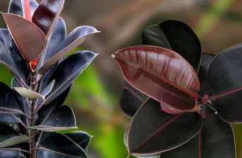 Rubber Plant :How to Grow, Care & Benefit from This Indoor Giant
